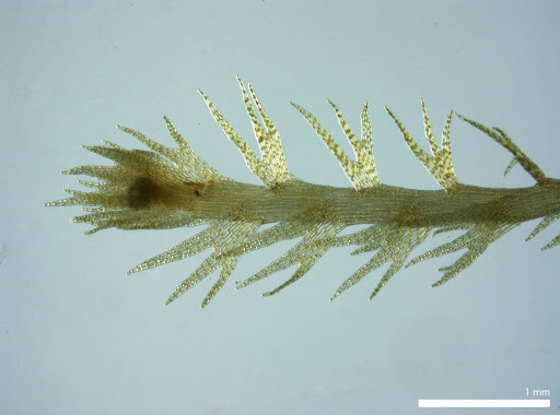 Представитель Семейства Vetaformataceae